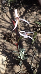 Disa biflora