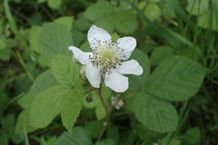 Rubus