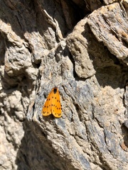 Setina aurita