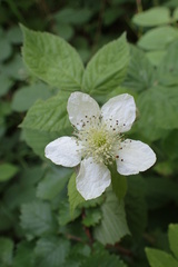 Rubus