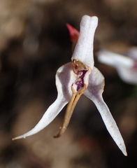 Disa biflora