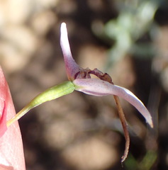 Disa biflora