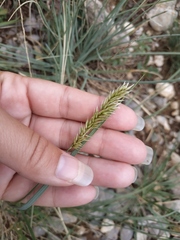 Melica transsilvanica