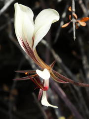 Pelargonium tetragonum