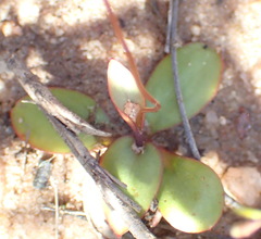 Disa biflora