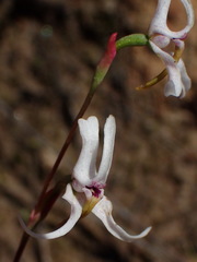Disa biflora