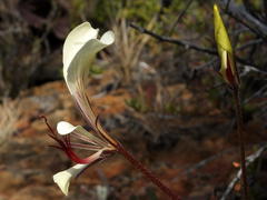 Pelargonium tetragonum