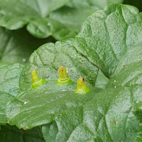 Lighthouse Gall, photo 5 of 10