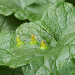 Rondaniola bursaria