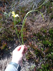 Moraea collina