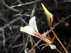 Pelargonium tetragonum