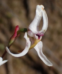 Disa biflora