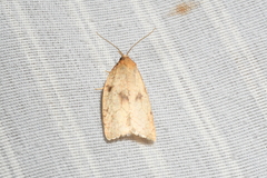 Sparganothis xanthoides