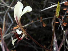 Pelargonium tetragonum