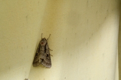 Acronicta quadrata