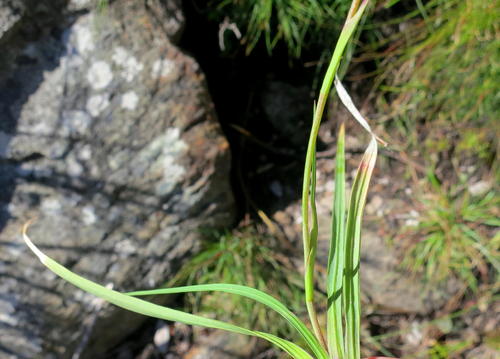 Geissorhiza roseoalba