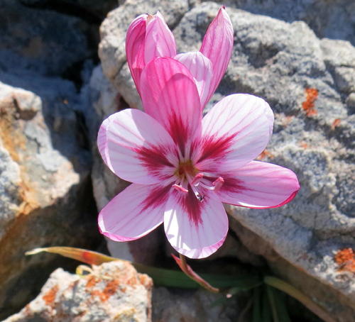 Geissorhiza roseoalba
