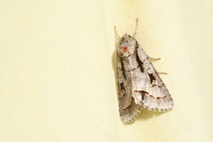 Acronicta quadrata