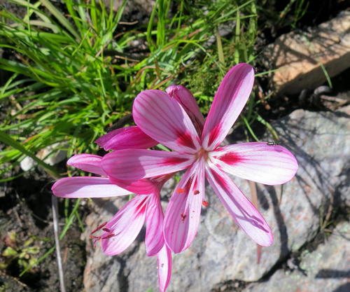 Geissorhiza roseoalba