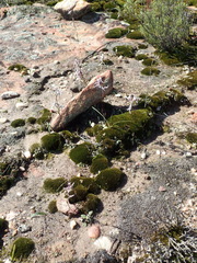 Disa biflora