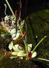 Disa biflora