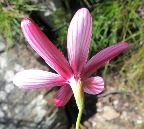 Geissorhiza roseoalba