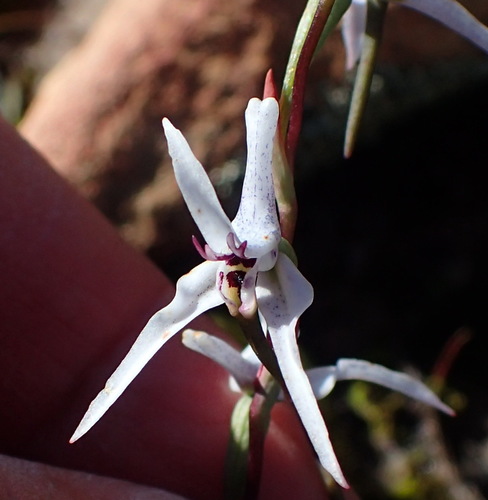 Image of Disa biflora by (c) Nicola van Berkel, some rights reserved (CC BY-SA)