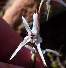 Disa biflora