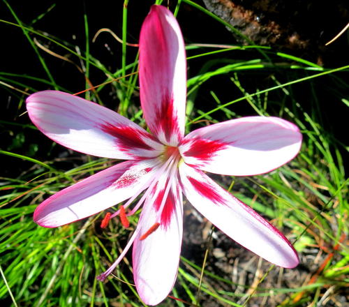 Geissorhiza roseoalba