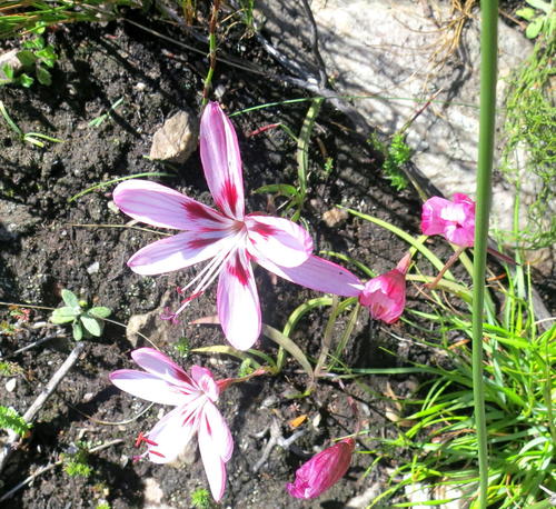 Geissorhiza roseoalba