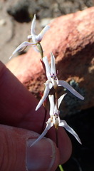 Disa biflora