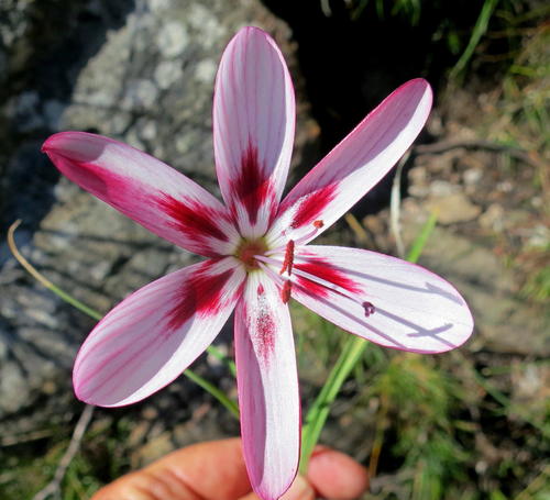 Geissorhiza roseoalba