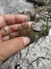 Asperula supina