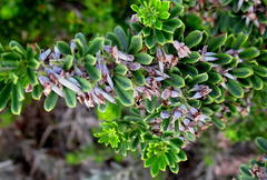 Indigofera flabellata