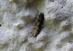 Coleotechnites piceaella