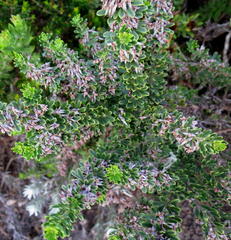 Indigofera flabellata