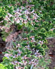 Indigofera flabellata