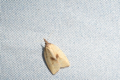 Sparganothis xanthoides