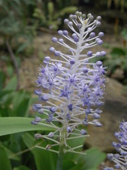 Scilla madeirensis