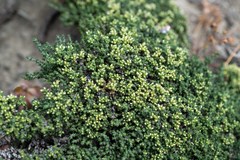 Nanophyton grubovii