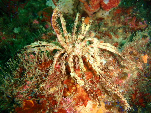 Stephanometra indica