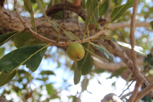 Image of Uapaca bojeri by (c) Michael A. Alcorn, some rights reserved (CC BY)