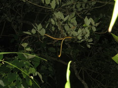 Corallus ruschenbergerii