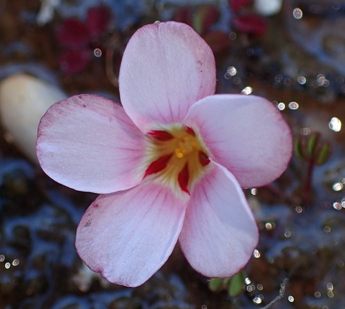 Image of Oxalis amblyosepala by (c) Nicola van Berkel, some rights reserved (CC BY-SA)