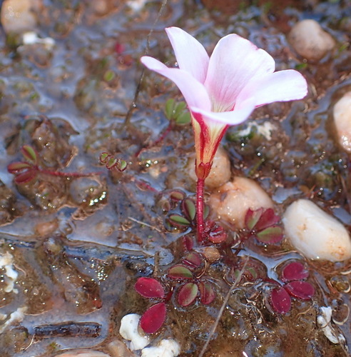 Image of Cave Sorrel (Oxalis amblyosepala) by (c) Nicola van Berkel, some rights reserved (CC BY-SA)