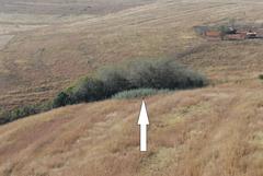 Populus × canescens