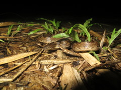 Leptodeira ashmeadii