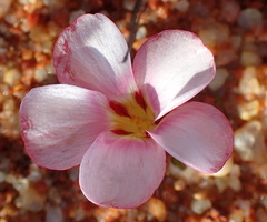 Oxalis amblyosepala