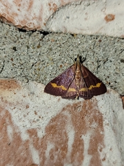 Pyrausta pseuderosnealis