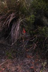 Tritoniopsis triticea